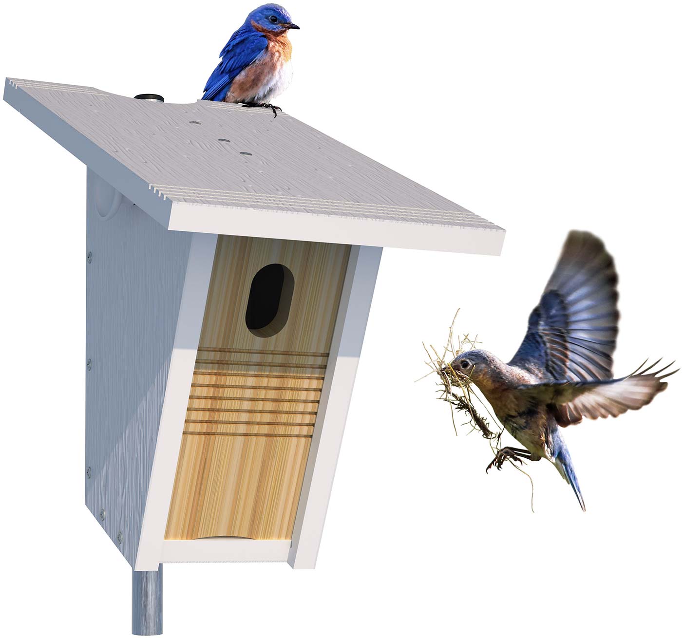Image of bluebirds using a Star Prairie Nest Box — male perched on top and female entering cavity.